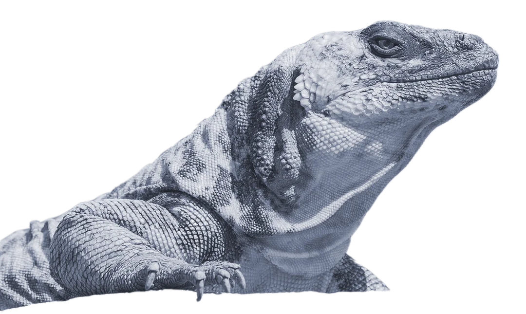 Close-up of a grey iguana with textured skin, perched on a surface with a plain background.